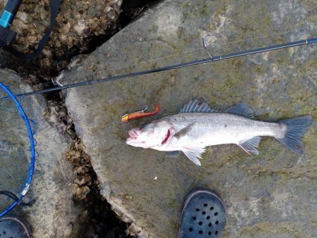 ルアーでの久々の釣果です。とても嬉しい一匹でした。