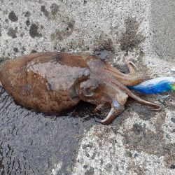 コウイカしかおらん