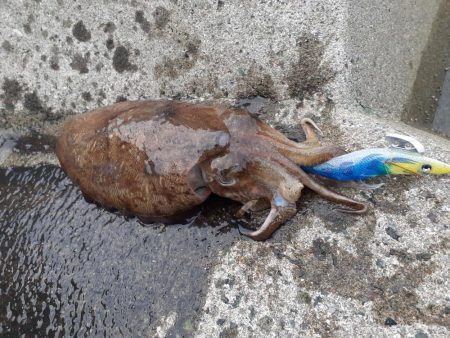 コウイカしかおらん