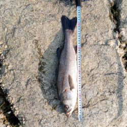 シーバス釣れてます
