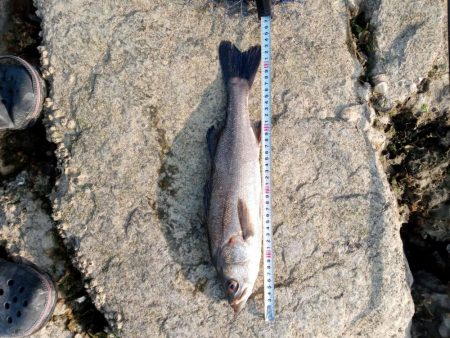 シーバス釣れてます