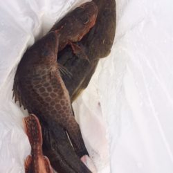 錦江湾の１つテンヤマダイ、時期がちょっと早かったです