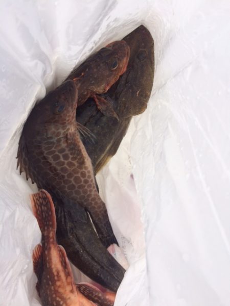 錦江湾の１つテンヤマダイ、時期がちょっと早…