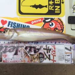 近場の浜に短時間の釣行をしてきました