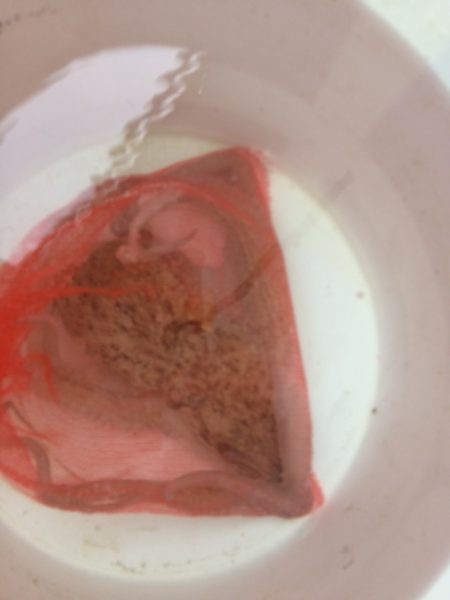 天草タコ釣りに再チャレンジしてきました