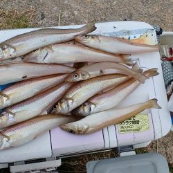 数は出ましたが型が