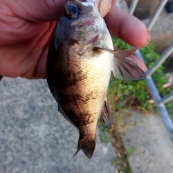 貸し切り良型メバル