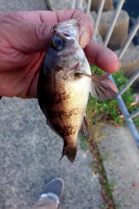 貸し切り良型メバル