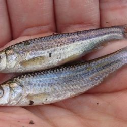 柿の種やらモロコやら