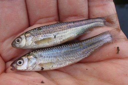 柿の種やらモロコやら