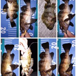 メバル自己最多！