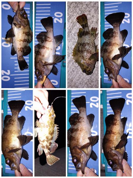 メバル自己最多！