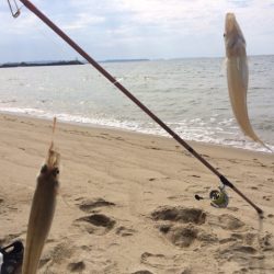 大型のキスの数釣り出来ました