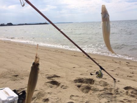 大型のキスの数釣り出来ました