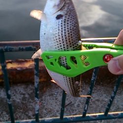 サビキは楽しい！