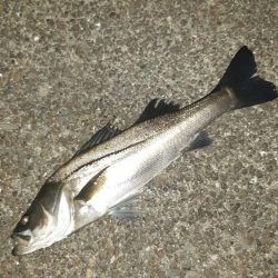 久しぶりに釣れた。