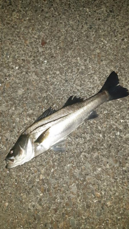 久しぶりに釣れた。