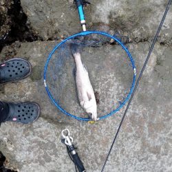 シーバス…釣れています