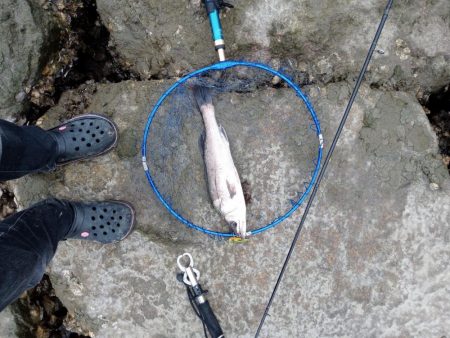 シーバス…釣れています