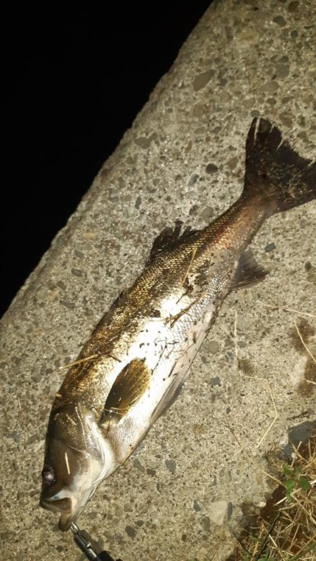 まだ釣れました。