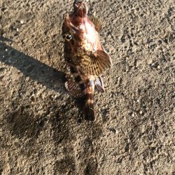 ジグヘッドでエサ釣り