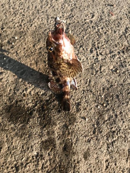 ジグヘッドでエサ釣り