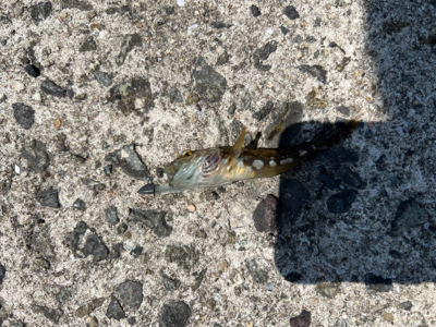 魚影は濃いが渋め