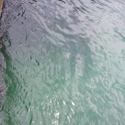 爆風だったので湾奥でコウイカ狙い