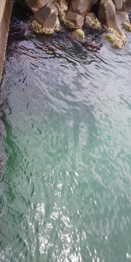 爆風だったので湾奥でコウイカ狙い