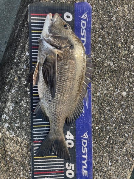 イチノ兄弟、釣果！