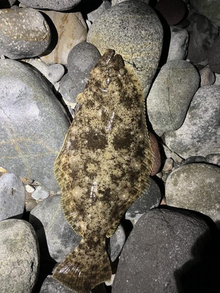 シーバスはお留守