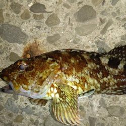 シーズン終盤のメバリング