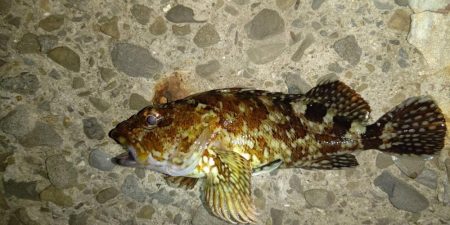 シーズン終盤のメバリング