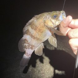 久しぶりに楽しめました！