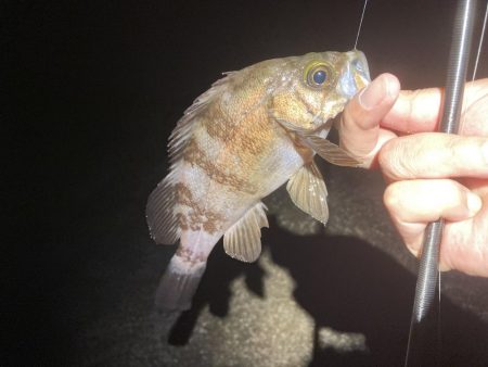 久しぶりに楽しめました！