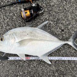 １年ぶりの釣果でロウニンアジ