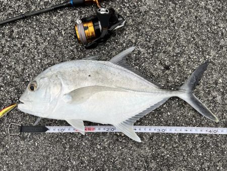 １年ぶりの釣果でロウニンアジ