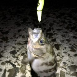 数釣りメバリング