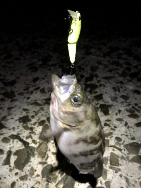 数釣りメバリング