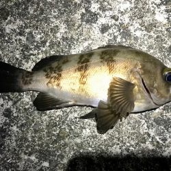 色々やって、鯛とハマチ