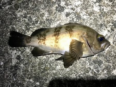 色々やって、鯛とハマチ