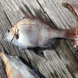 イカダの団子釣り