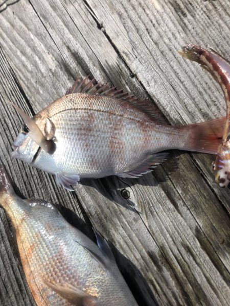 イカダの団子釣り