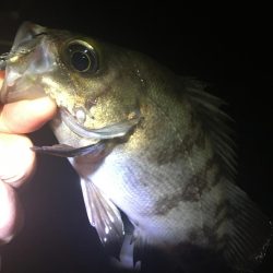 たかたかの釣り日記