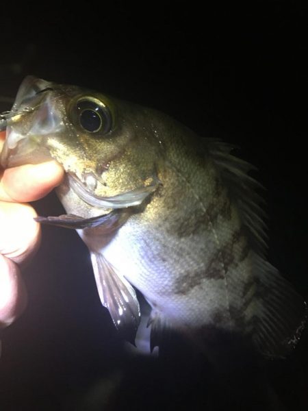 たかたかの釣り日記