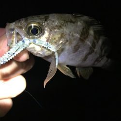 たかたかの釣り日記