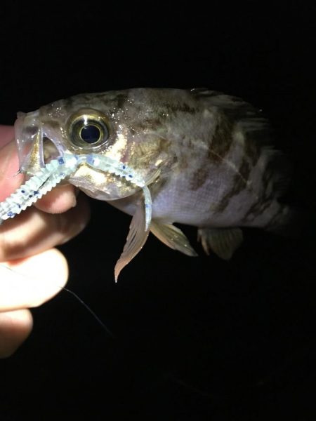 たかたかの釣り日記