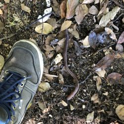 コウモリアタック