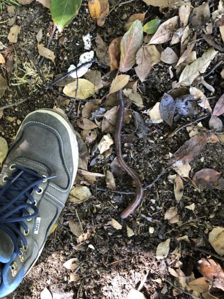 コウモリアタック