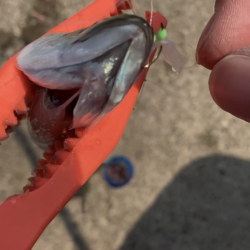 ダイソーサビキでサバ釣り